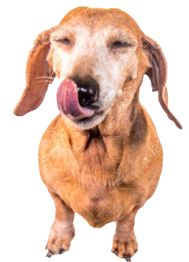 Happy Dachshund dog licking its lips