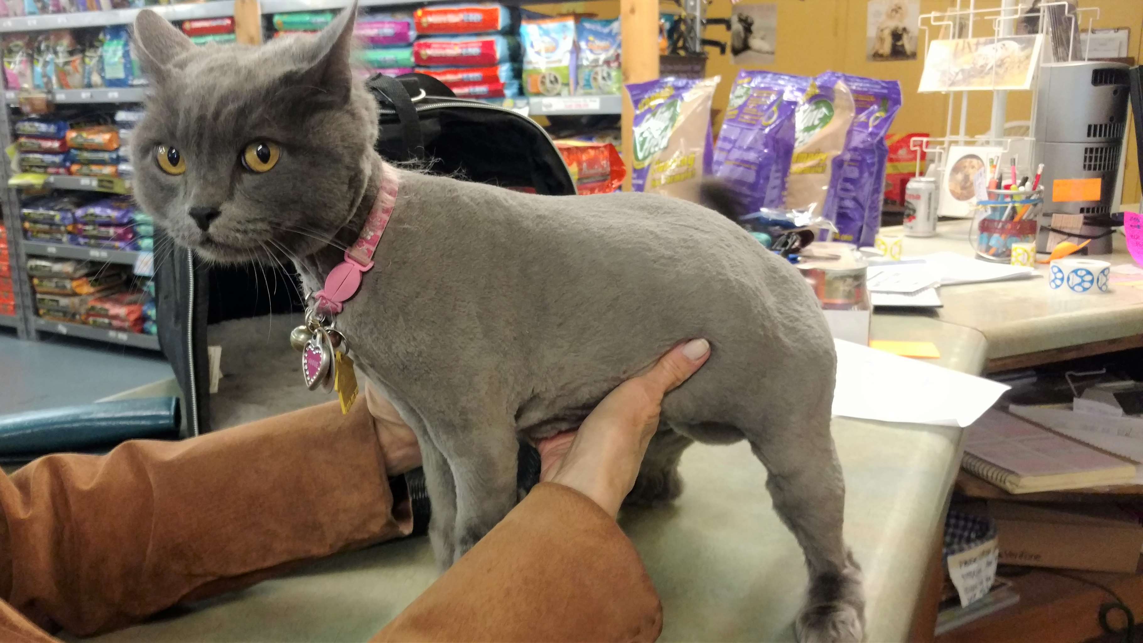 Better Life Pet Foods Las Cruces, NM Pet Supplies