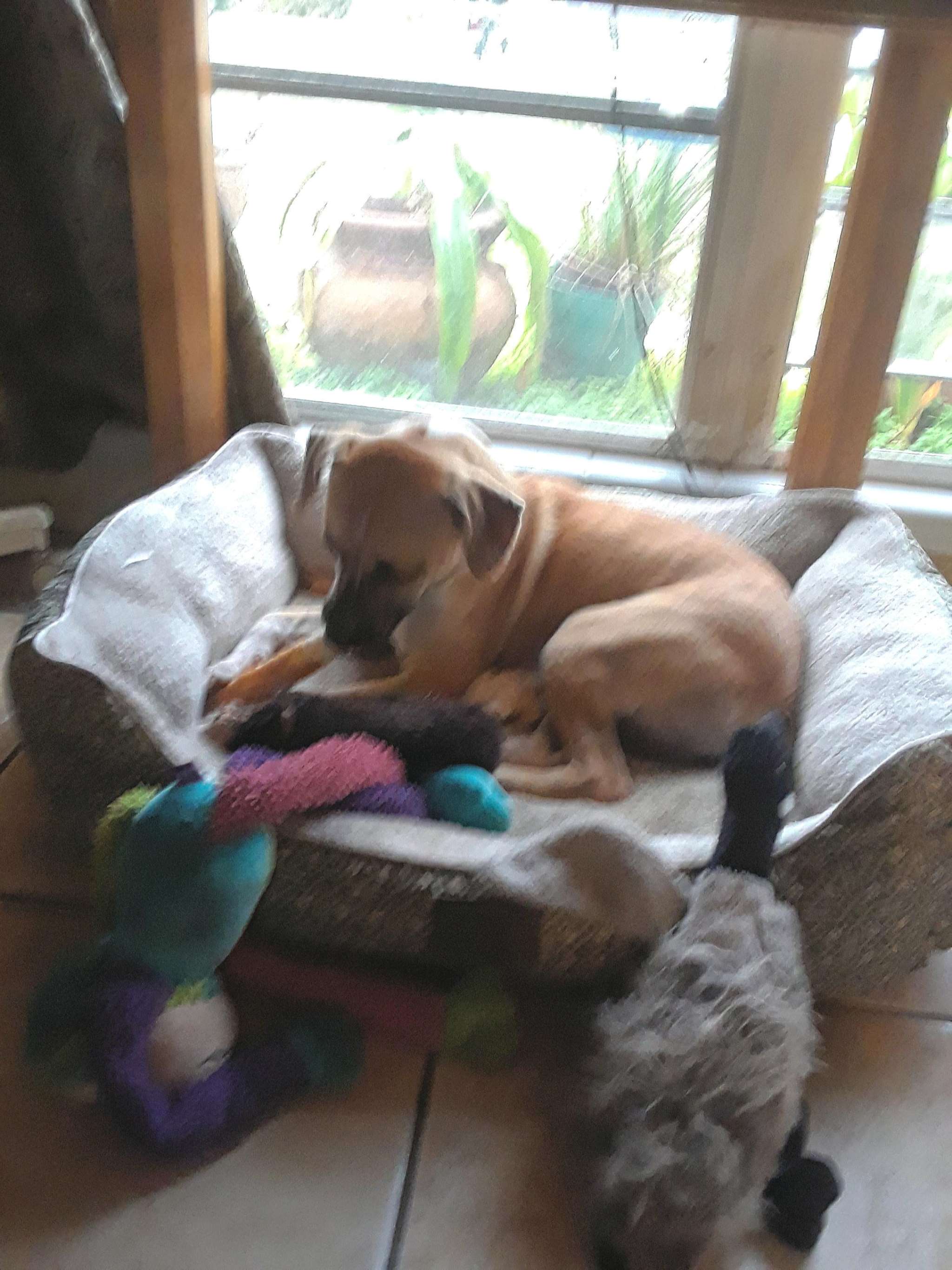 EARSEnglewood Animal Rescue Englewood, FL Pet Supplies