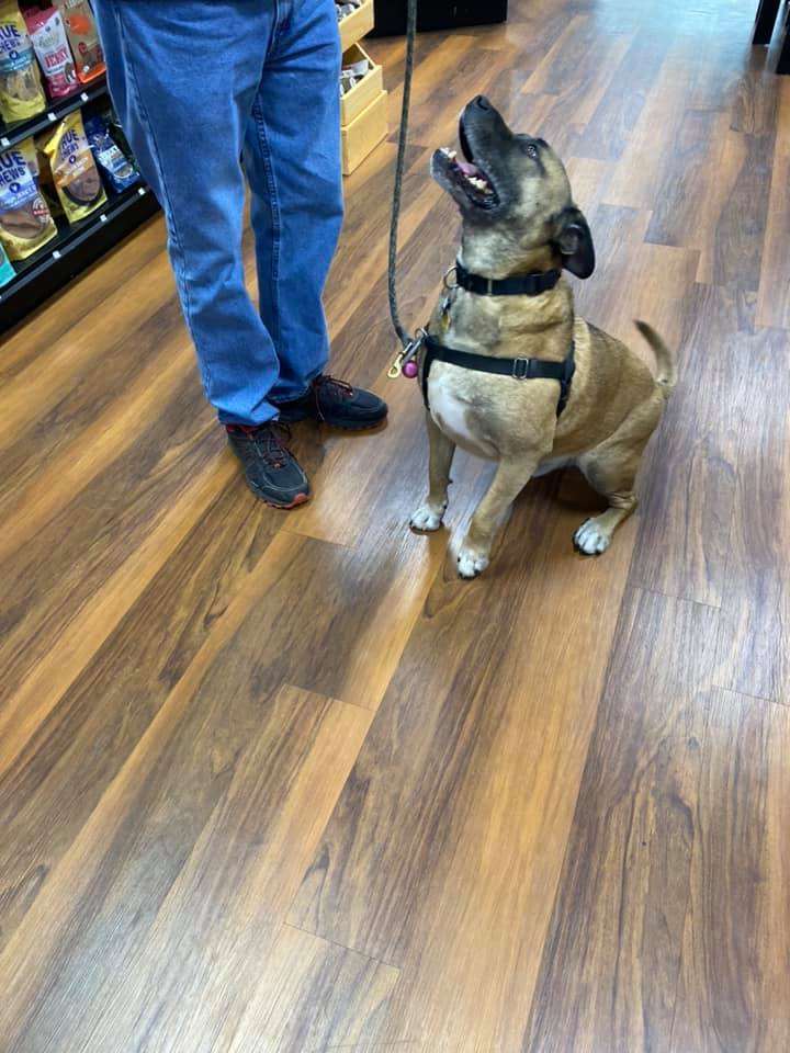 The Proper Pet Tolland, CT Pet Supplies