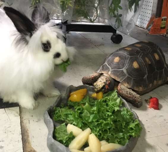 Exotic Jungle Pet Superstore WV Pet Supplies