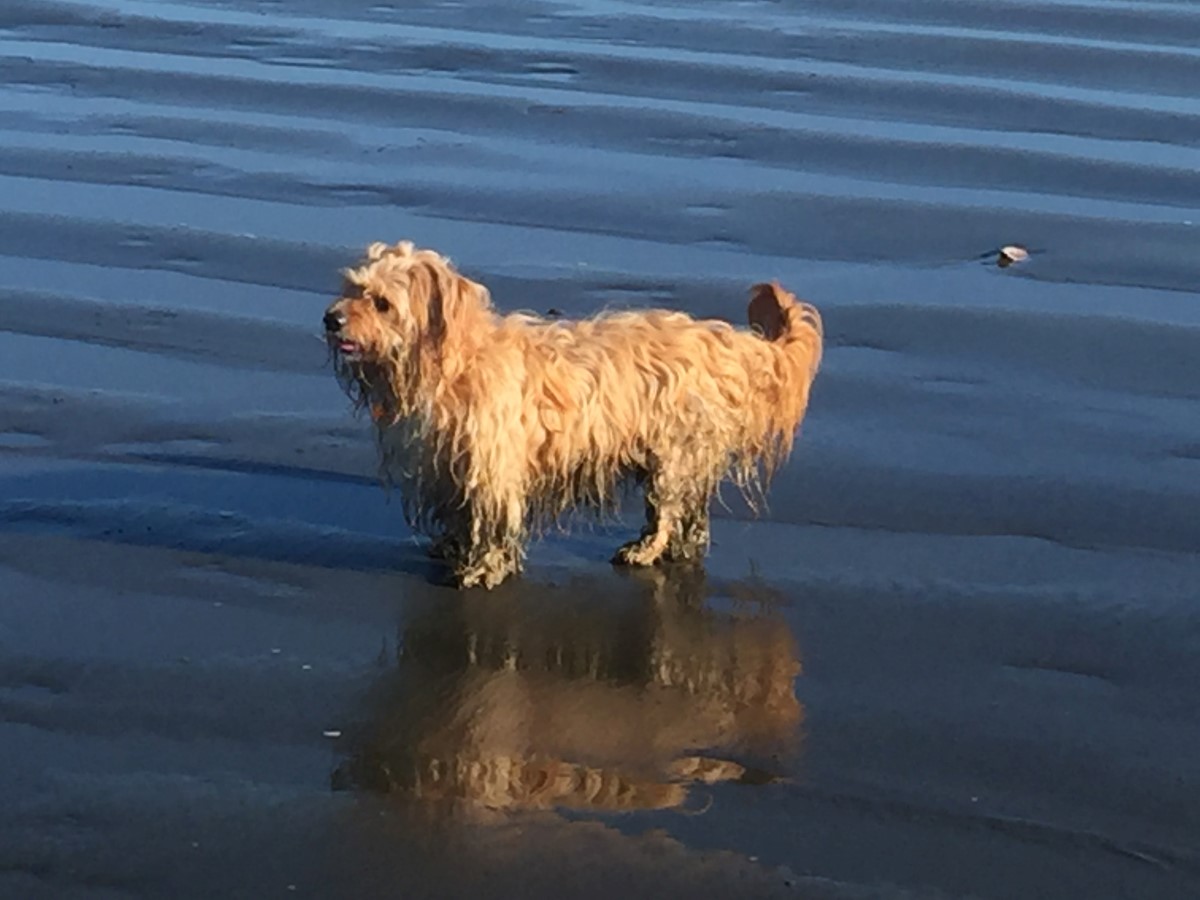 next to nature pet store