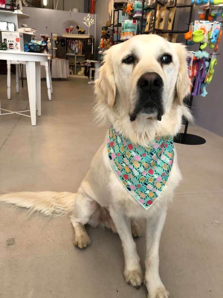 Posh Dogs Boutique Joplin, MO Pet Supplies