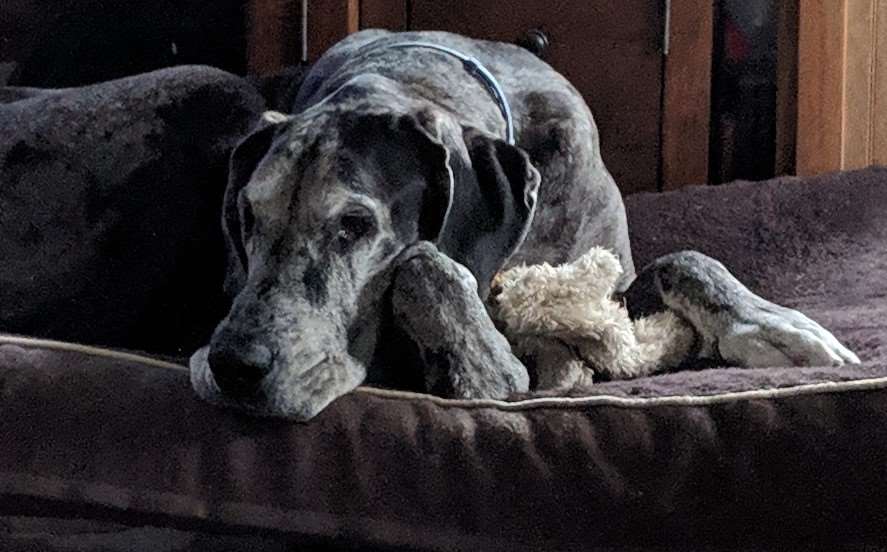 C&C Tropical Paradise Pet Shop Philipsburg, PA Pet Supplies