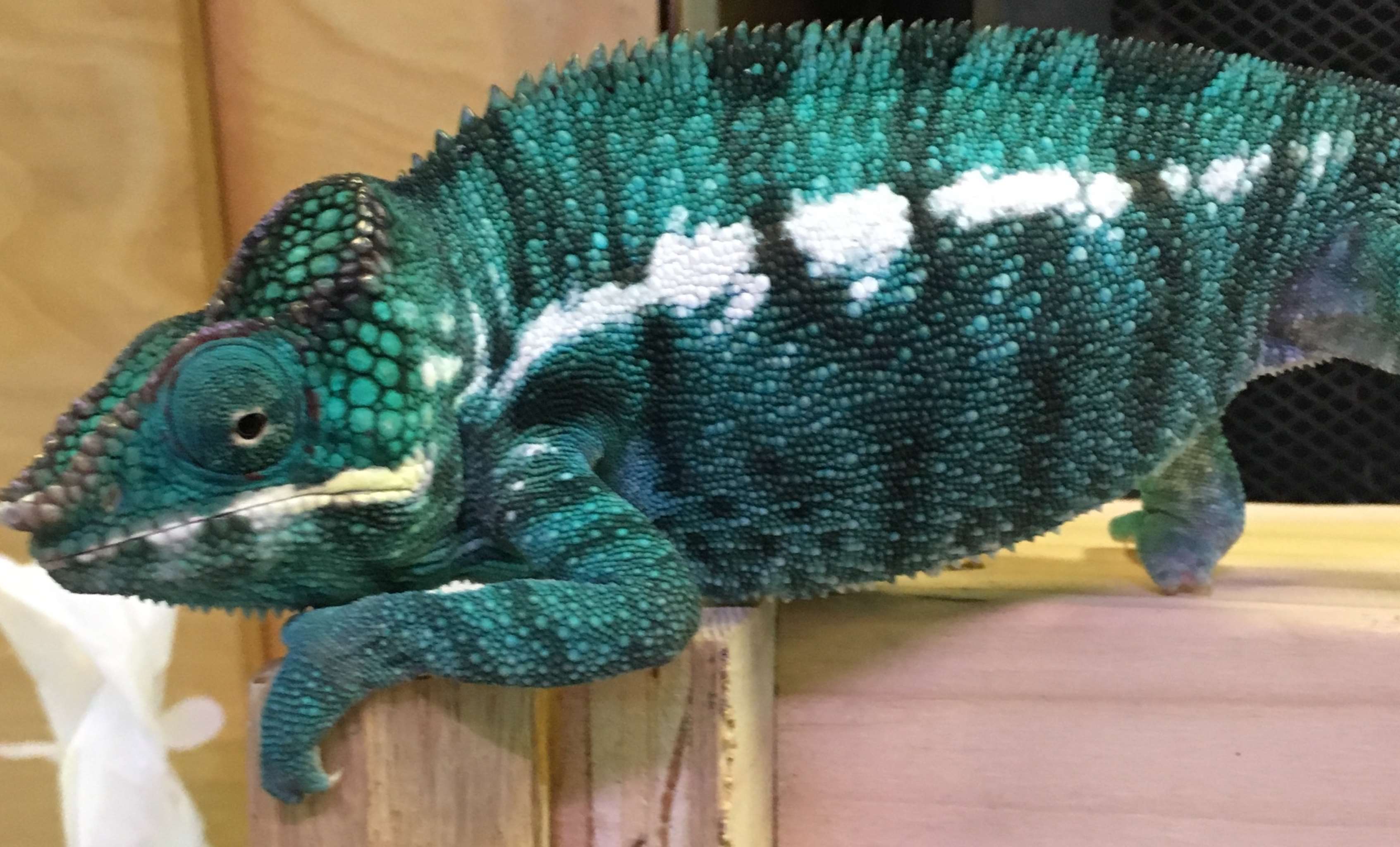 Exotic Jungle Pet Superstore WV Pet Supplies