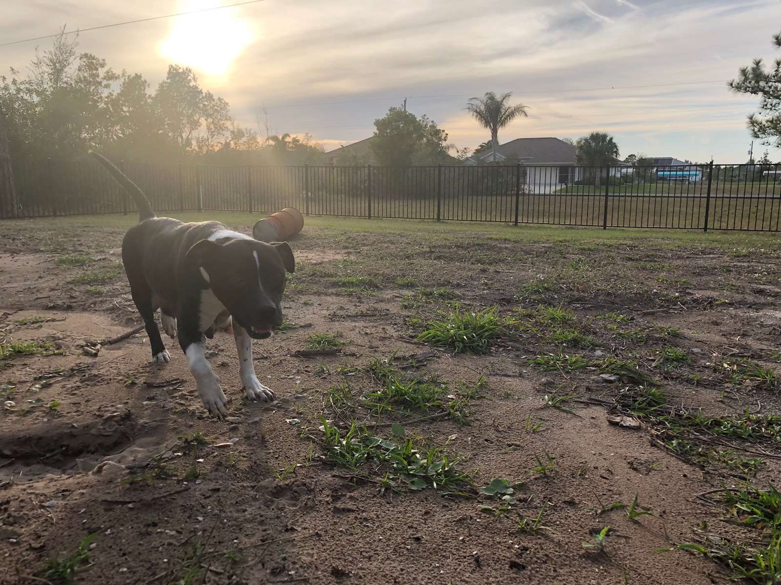 EARSEnglewood Animal Rescue Englewood, FL Pet Supplies