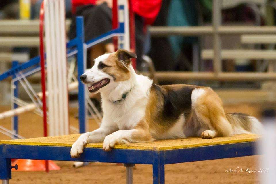 Rob Cary Pet Resort San Antonio, TX Pet Supplies
