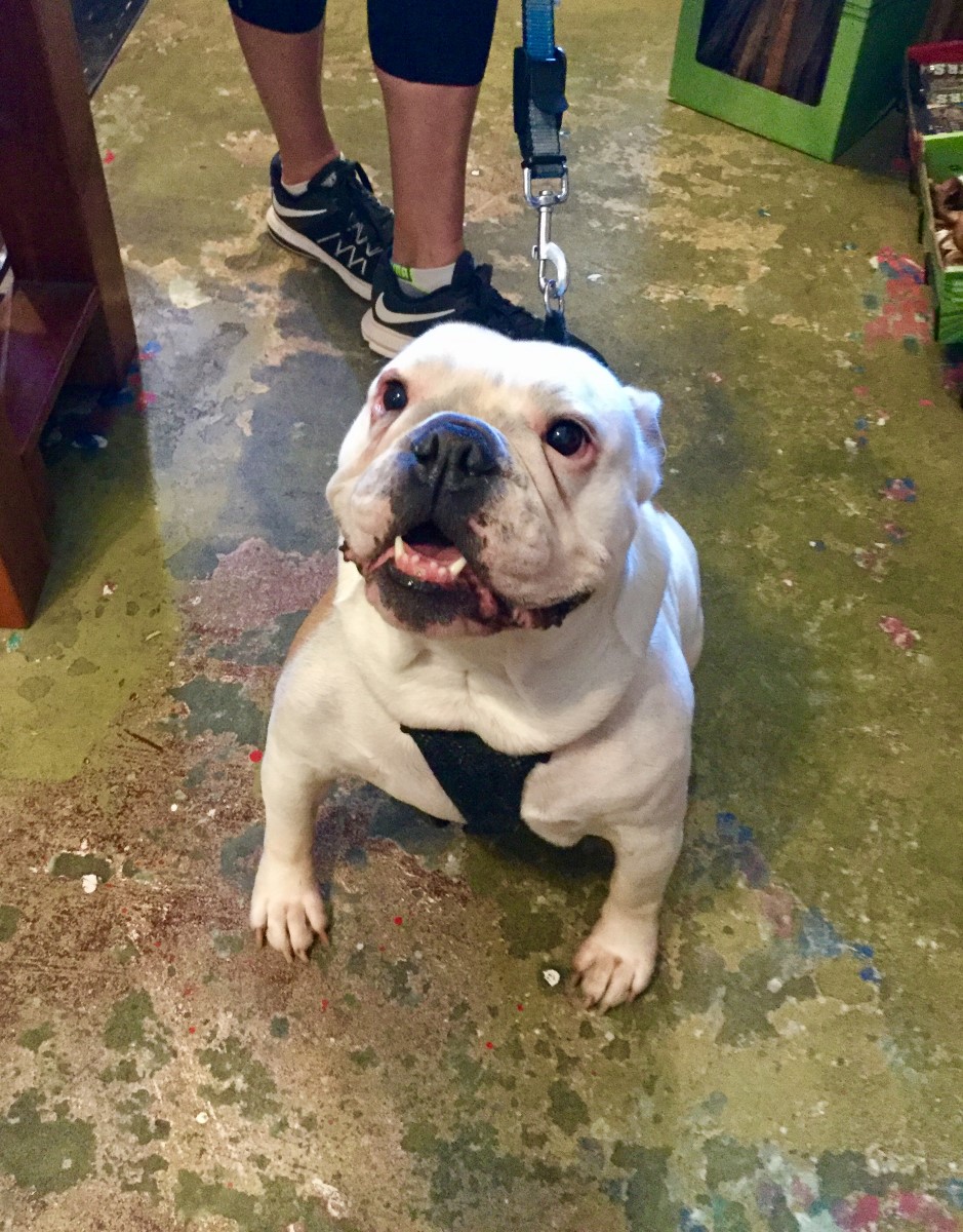 Felton Feed and Pet Supply Felton, CA Pet Supplies