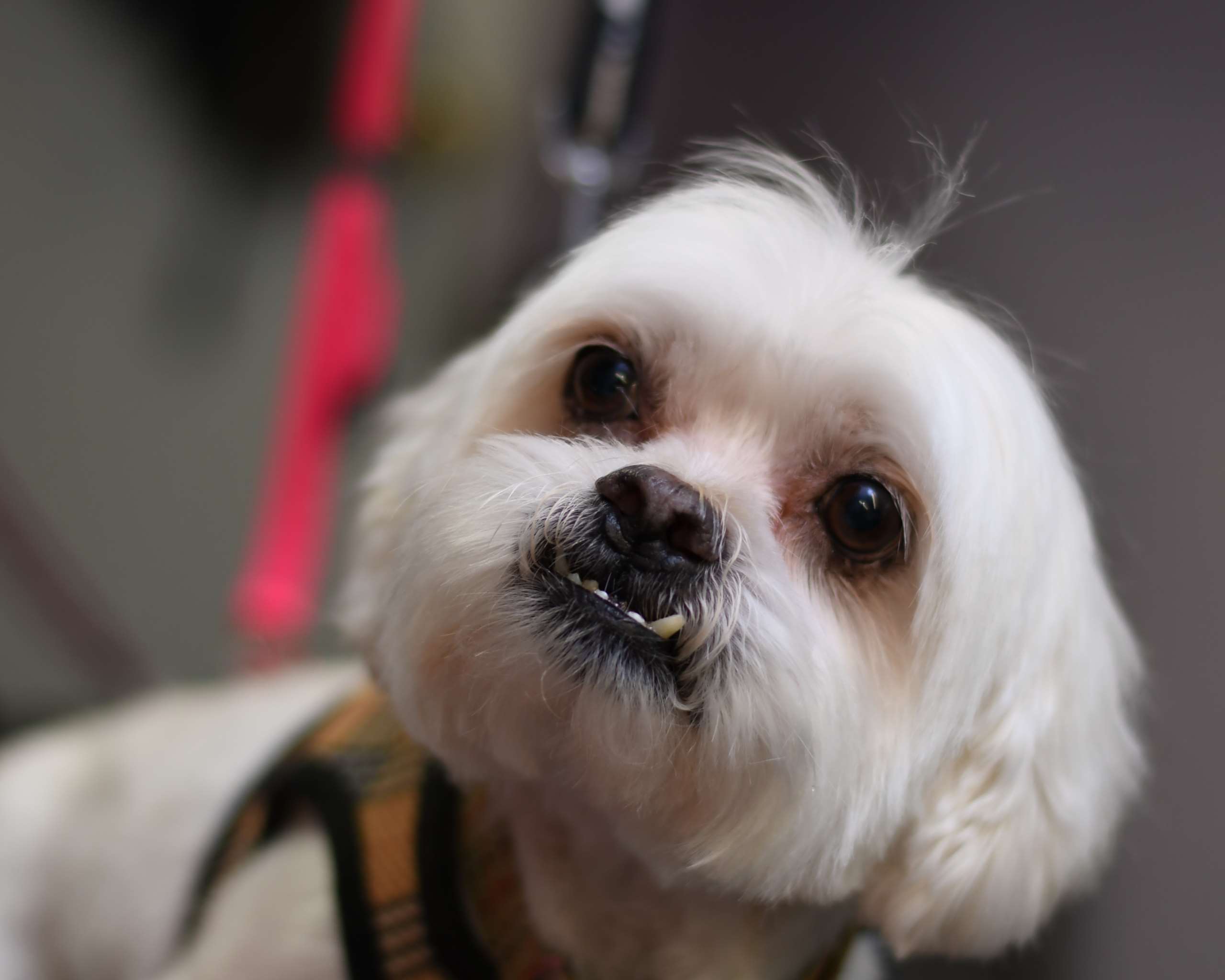 Better Life Pet Foods Las Cruces, NM Pet Supplies