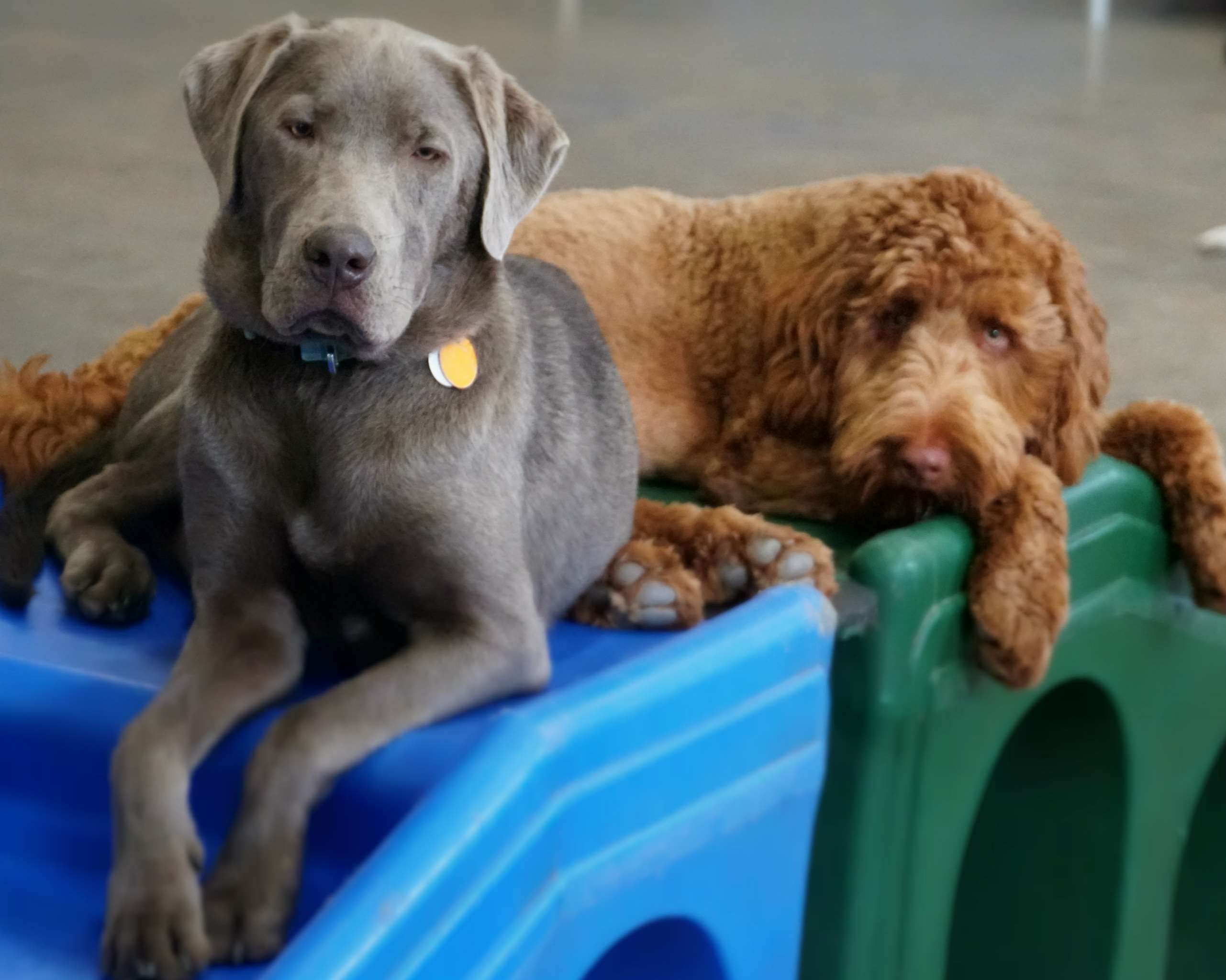 leader of the pack dog daycare
