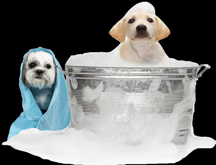 Bubble Tubs for Dogs Kennesaw, GA Pet Supplies
