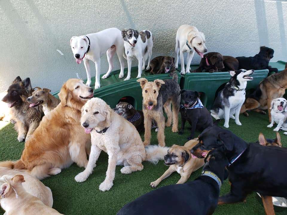 The Dog Resort Fort Myers, FL Pet Supplies