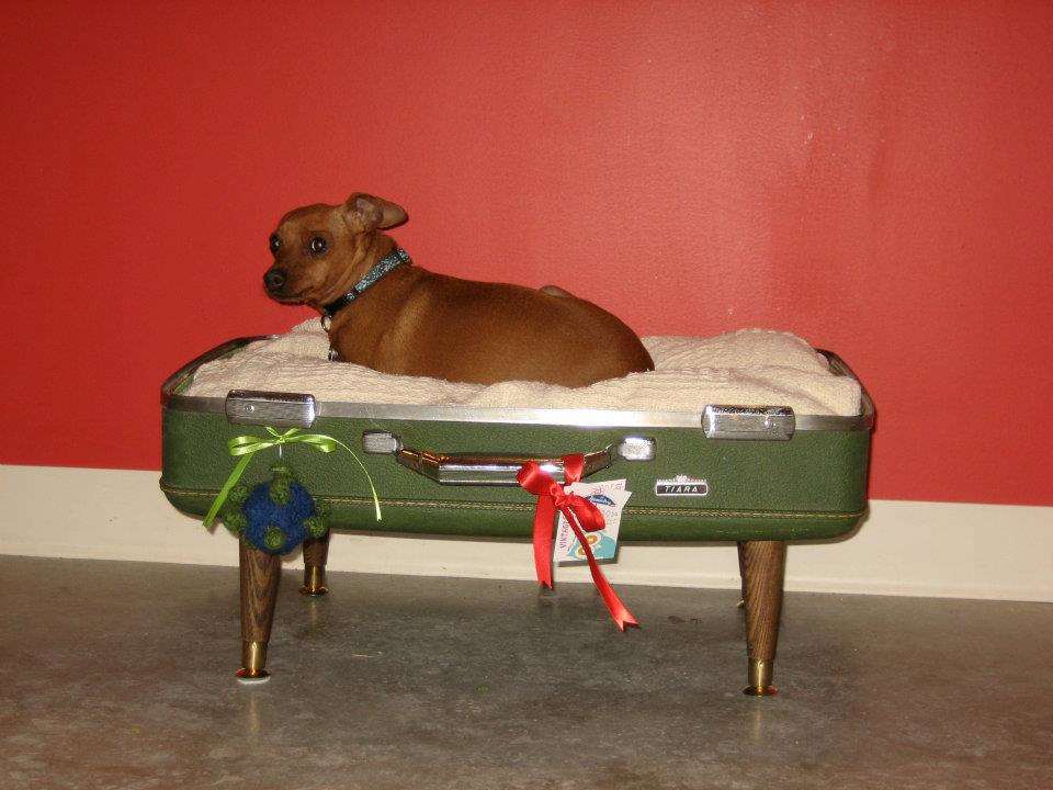 Atomic Dog Boutique Calgary, AB Pet Supplies