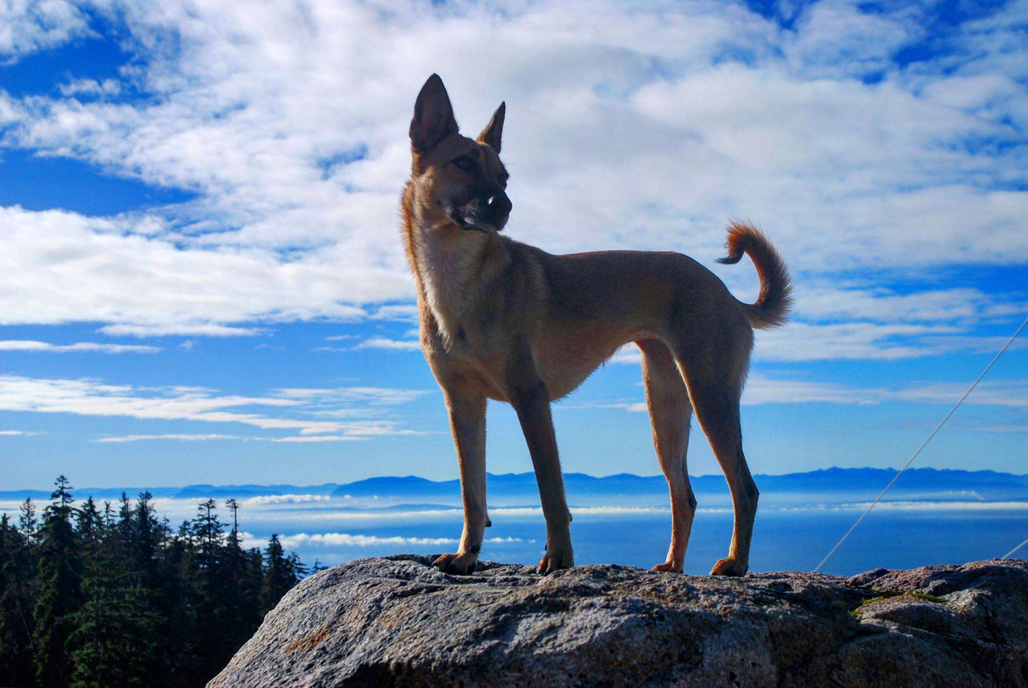 Simply Natural Raw Pet Food Vancouver, BC Pet Supplies