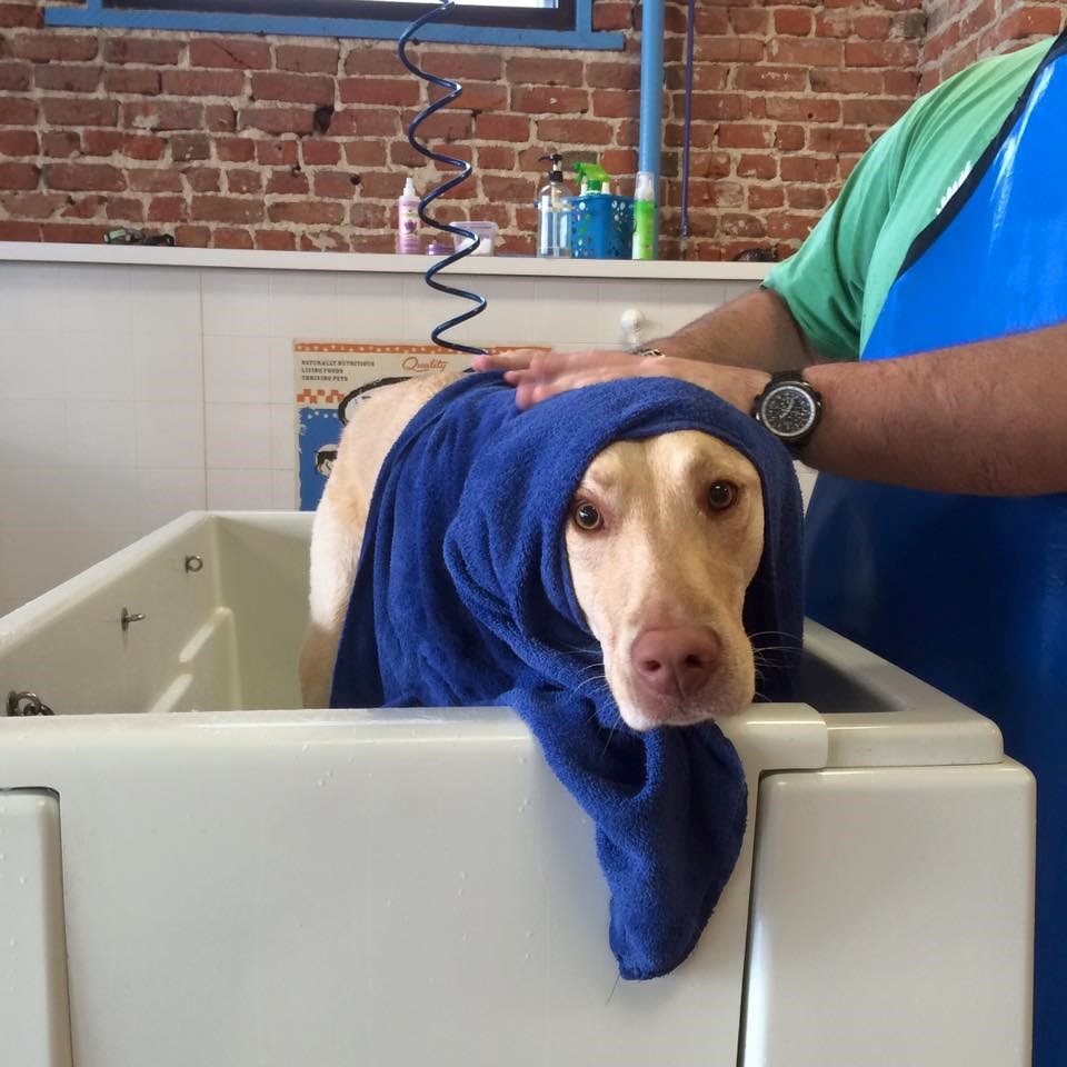 That Dog Wash Omaha, NE Pet Supplies