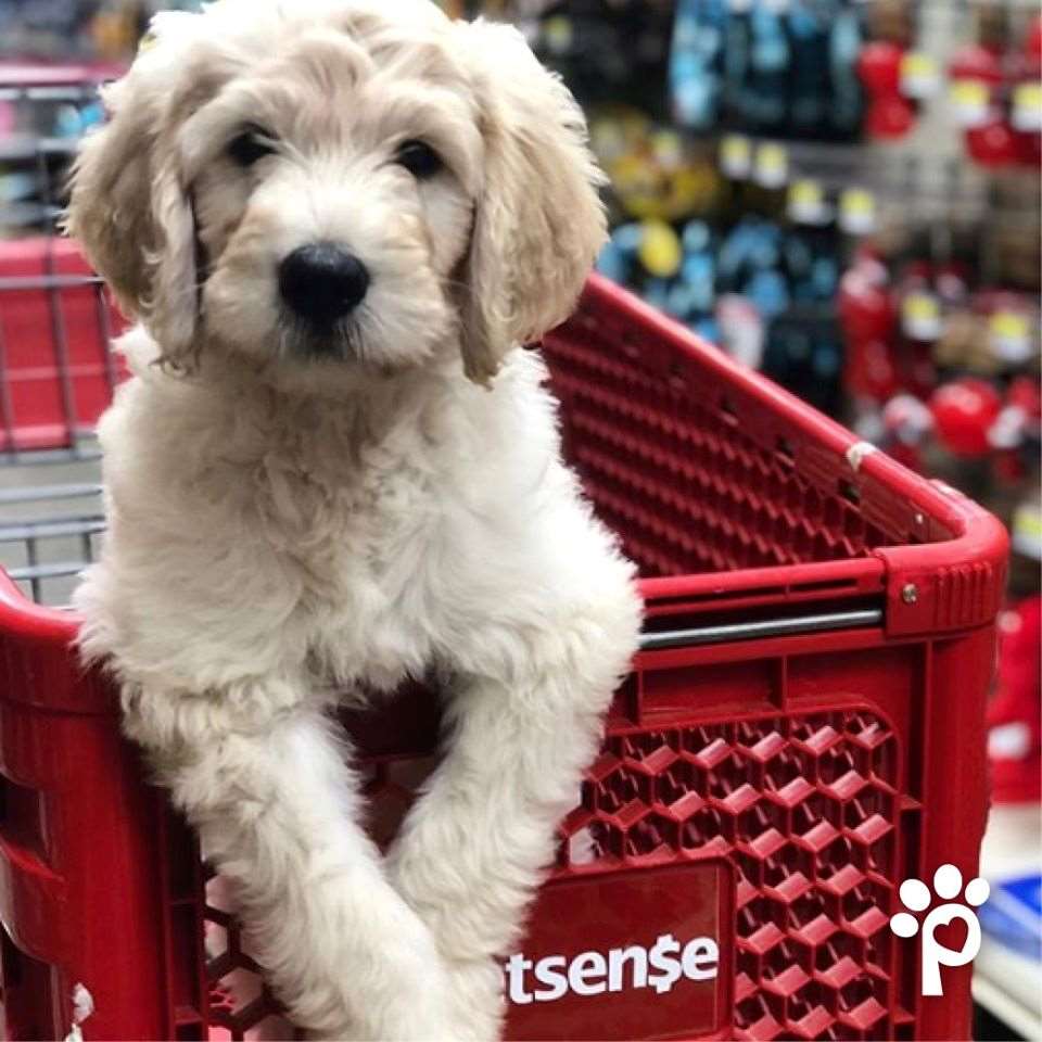 Petsense Morristown, TN Pet Supplies