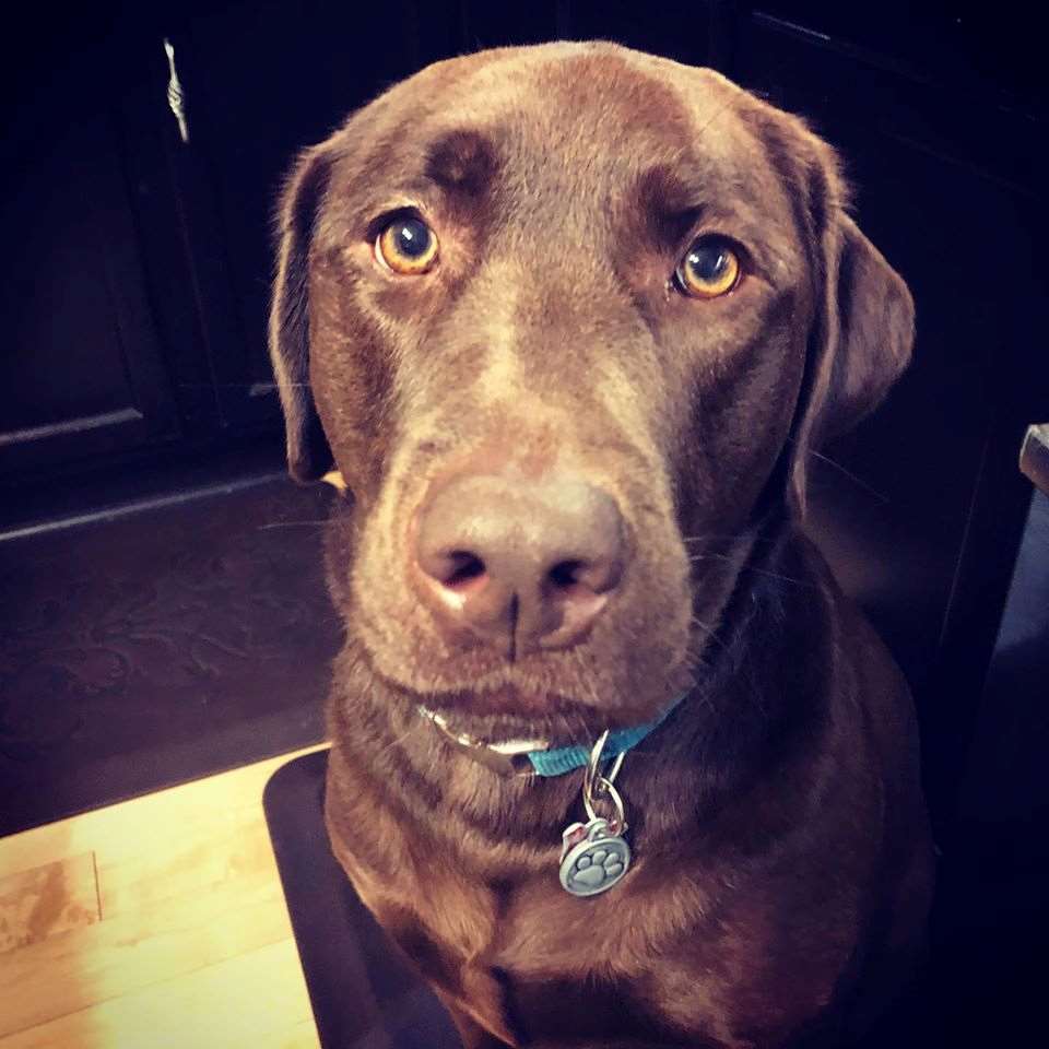 EarthWise Pet Supply South Lyon, MI Pet Supplies