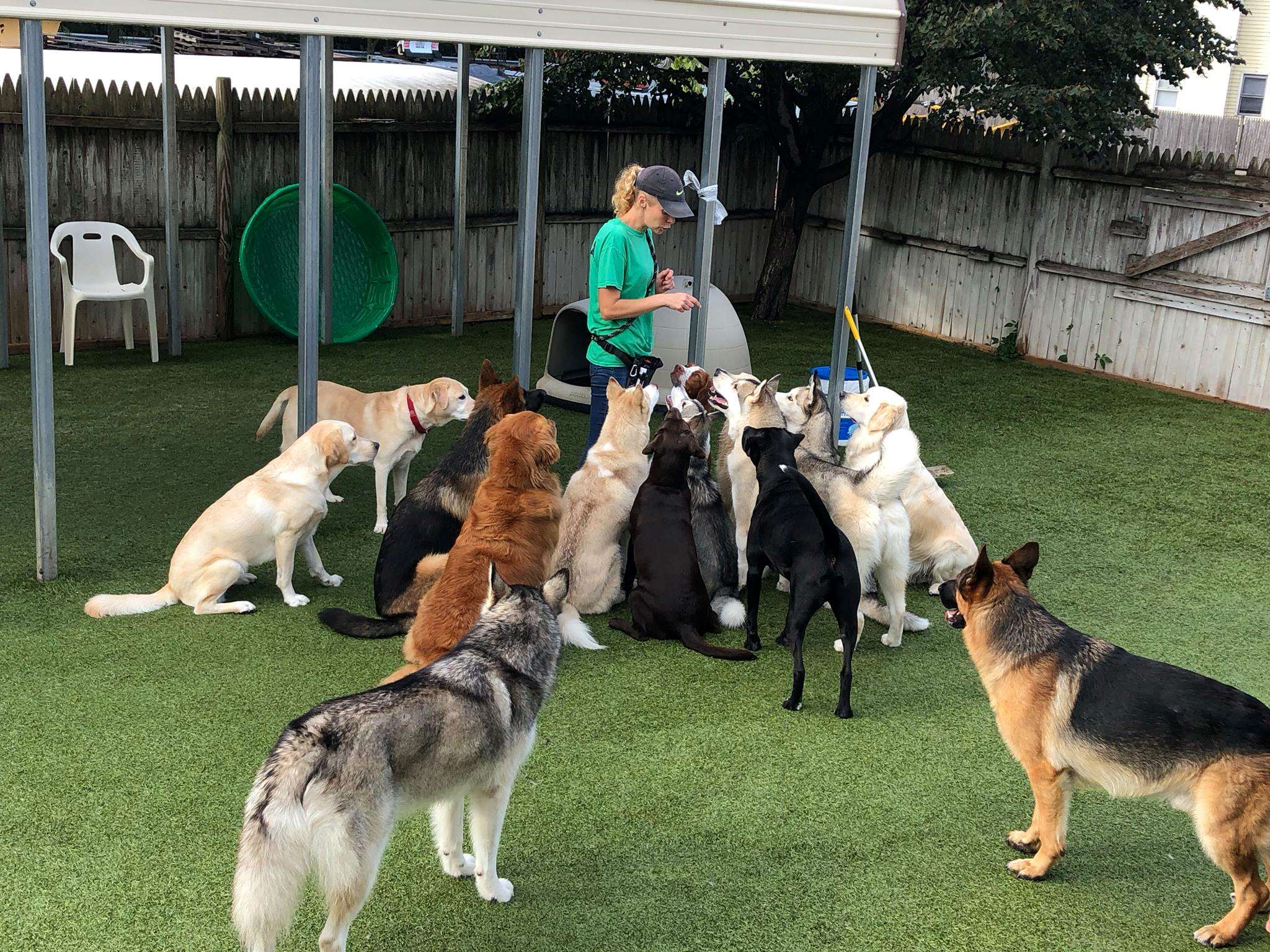 The Dog Nanny Andover, MA Pet Supplies