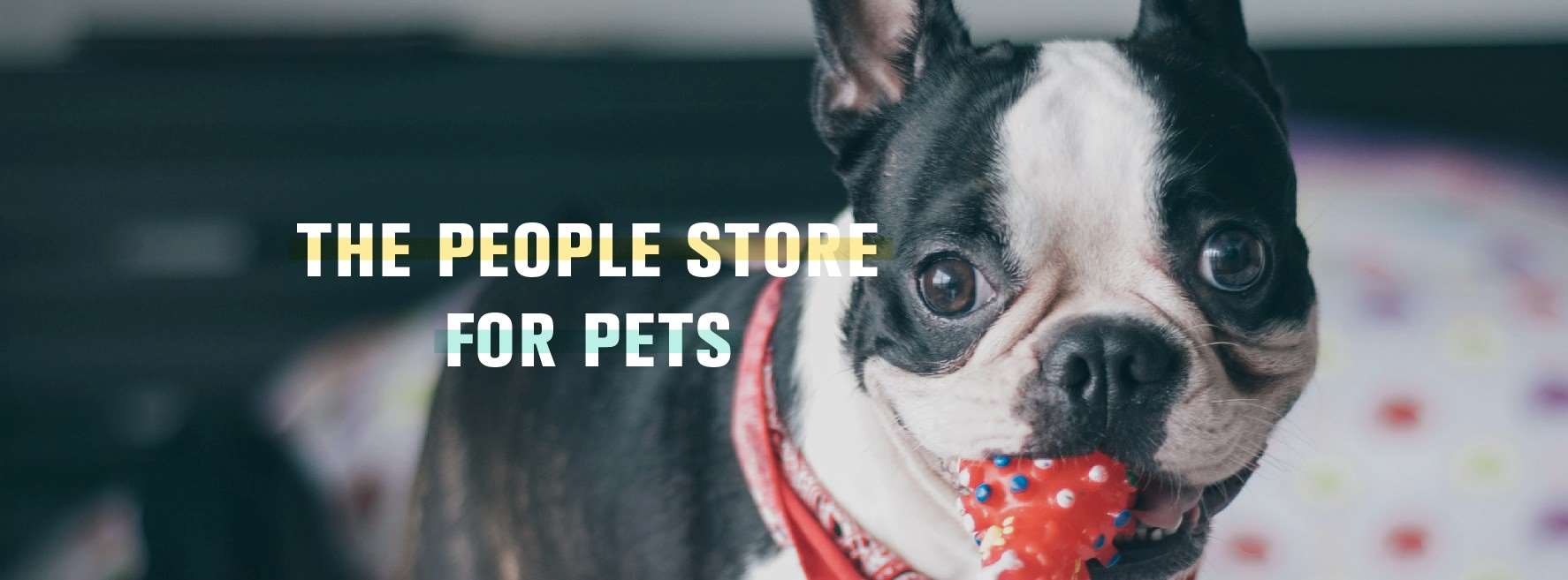 Loyal Companion Canton, MA Pet Supplies