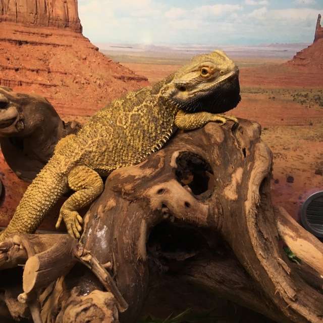 Exotic Jungle Pet Superstore WV Pet Supplies