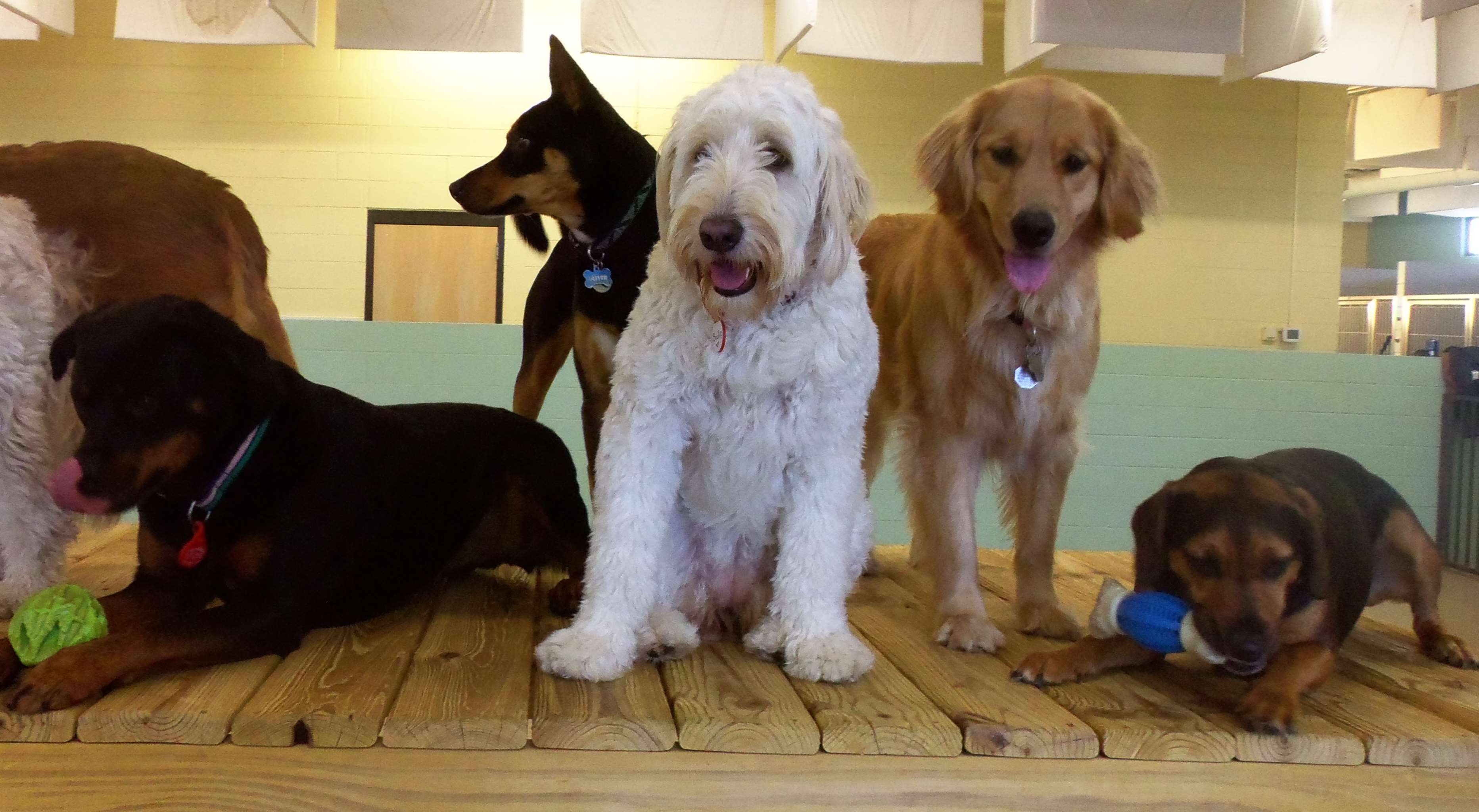 TailWaggers Doggy Daycare Greenville, WI Pet Supplies