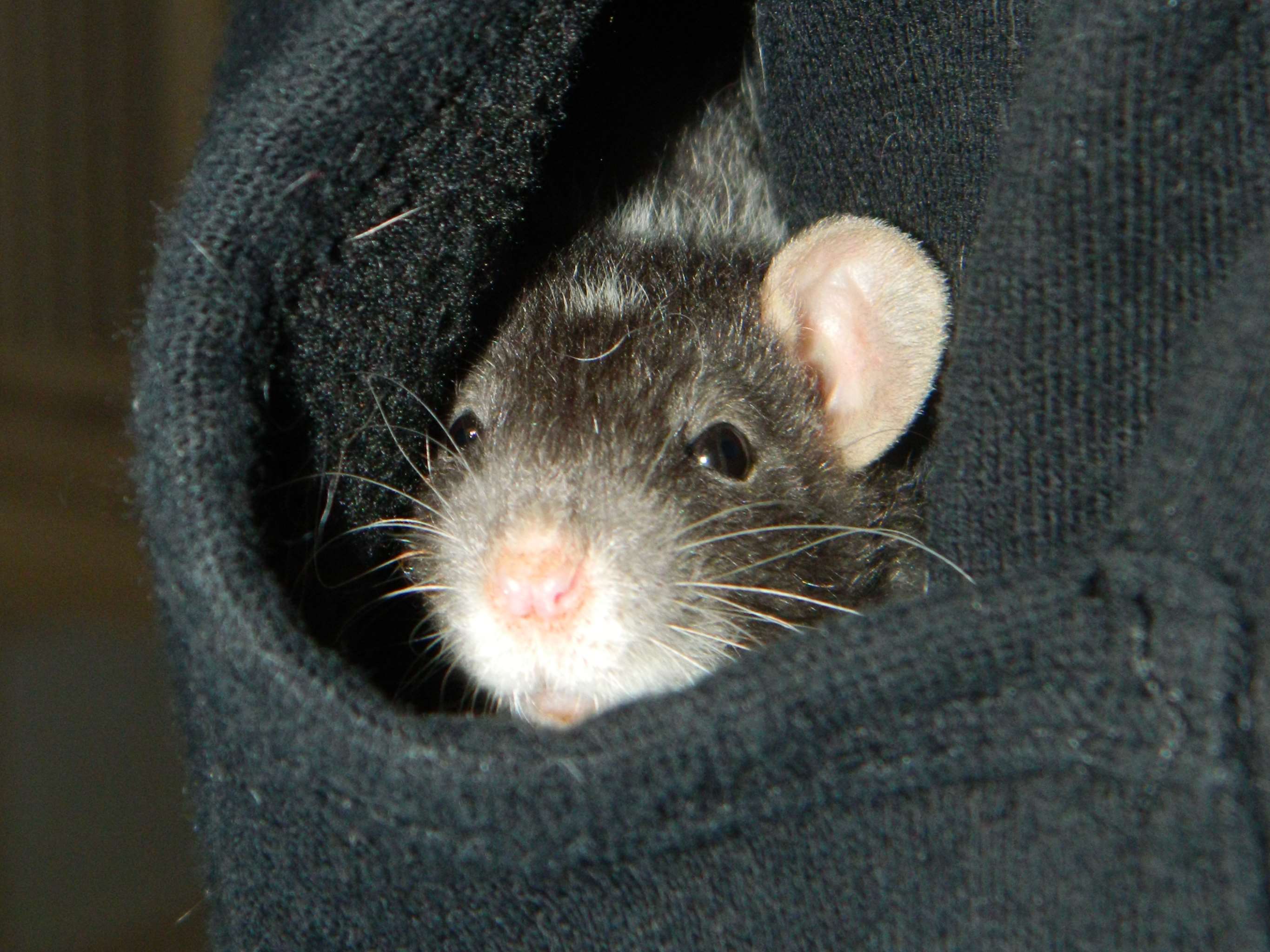 Rockport Pet Gallery West Milford, NJ Pet Supplies