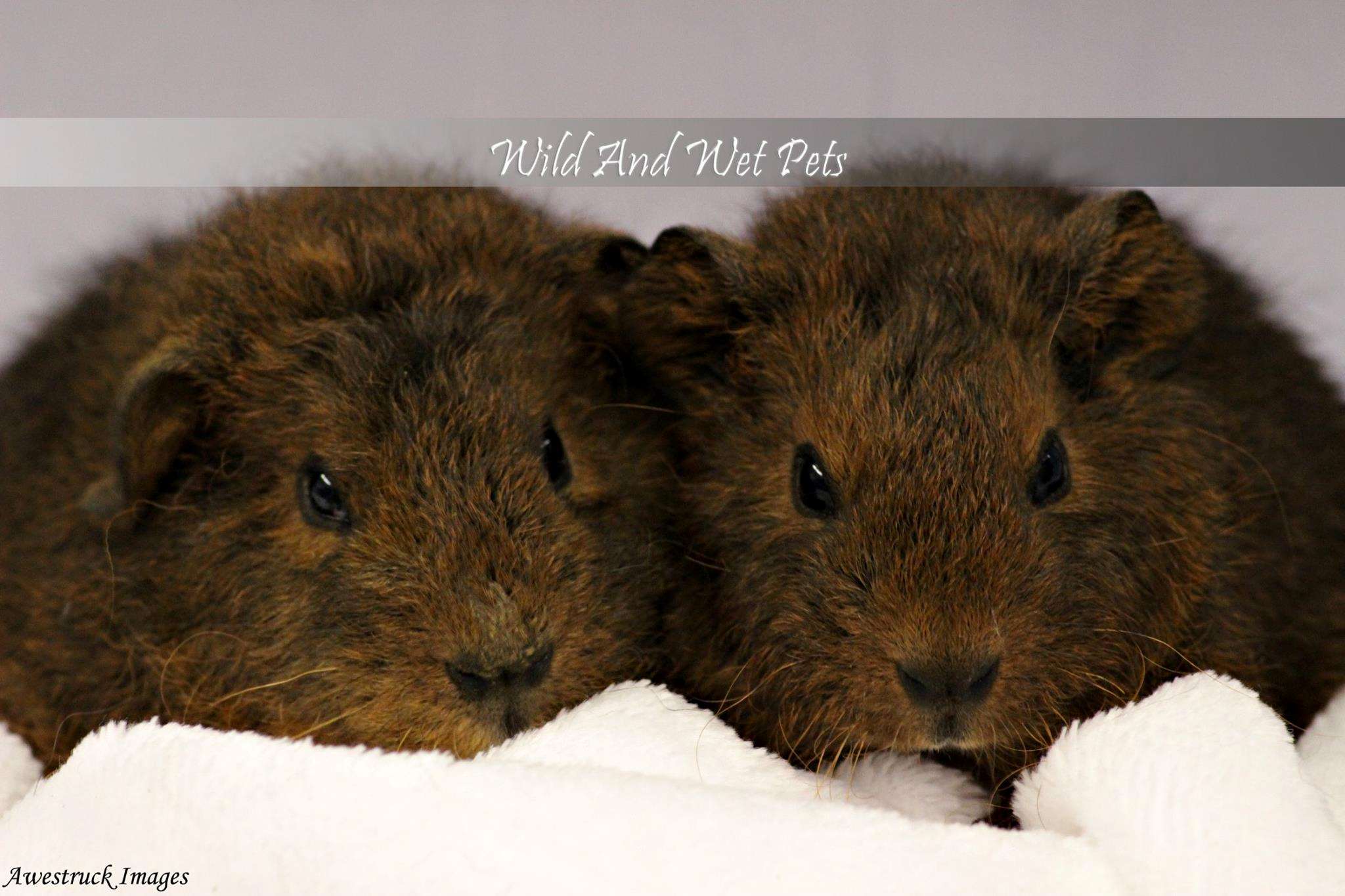 Wild and Wet Pets Wellsville, NY Pet Supplies