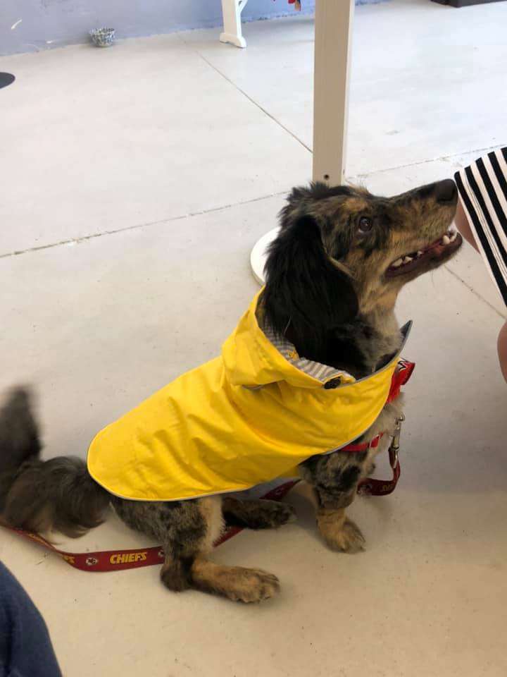 Posh Dogs Boutique Joplin, MO Pet Supplies