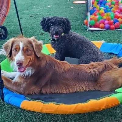 AlternateText