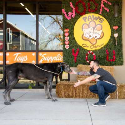 Paws On Chicon