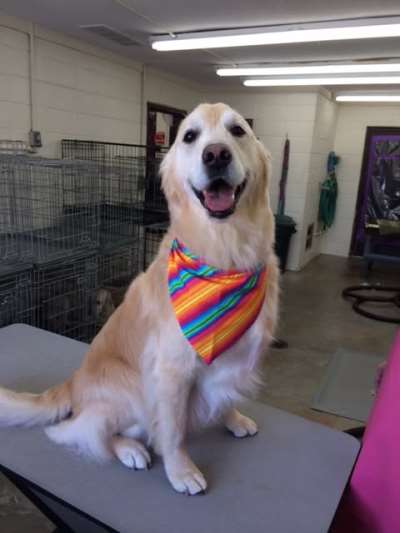 Aurora Kennel & Pet Shoppe 