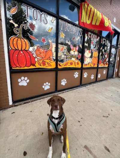 Splootsville Pet Boutique