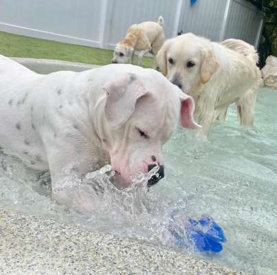 Dog World Sarasota Llc
