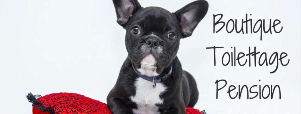 Animalerie Les Delices Katou