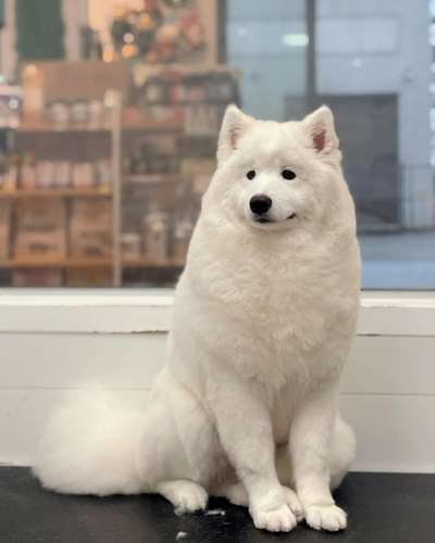 PetMo