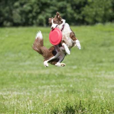 Veterinary Medical Center And Specialty Pet Supply
