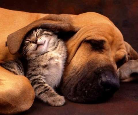 Pet Club