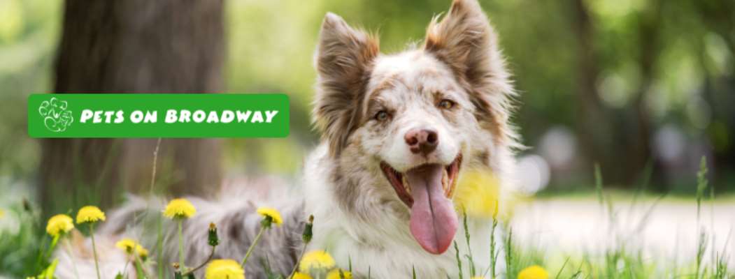 Pets on Broadway