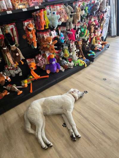 Fun Time Pet Products