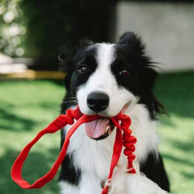 Lucky Dog