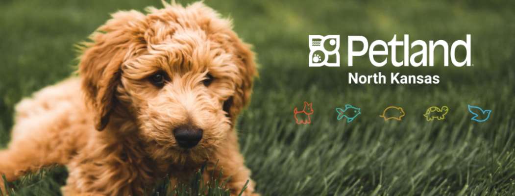 Petland