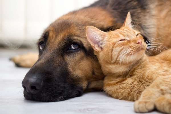 Pawsitive Pet Products