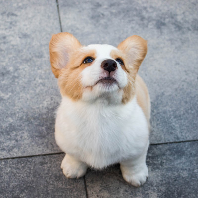 Corgi food clearance allergies