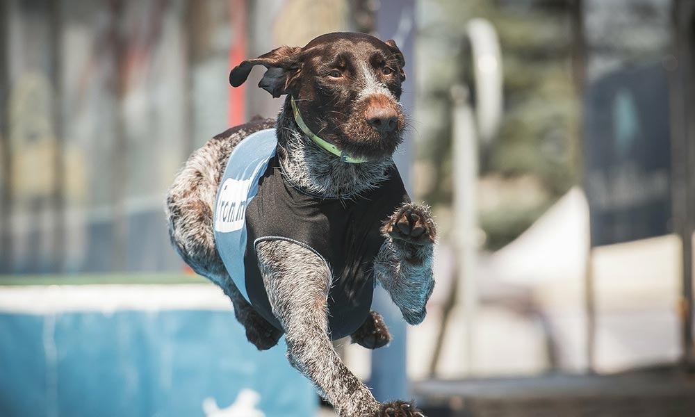 dog dock diving wetsuits