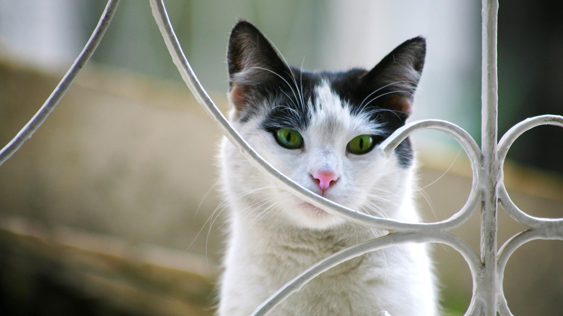 Gold for Cats