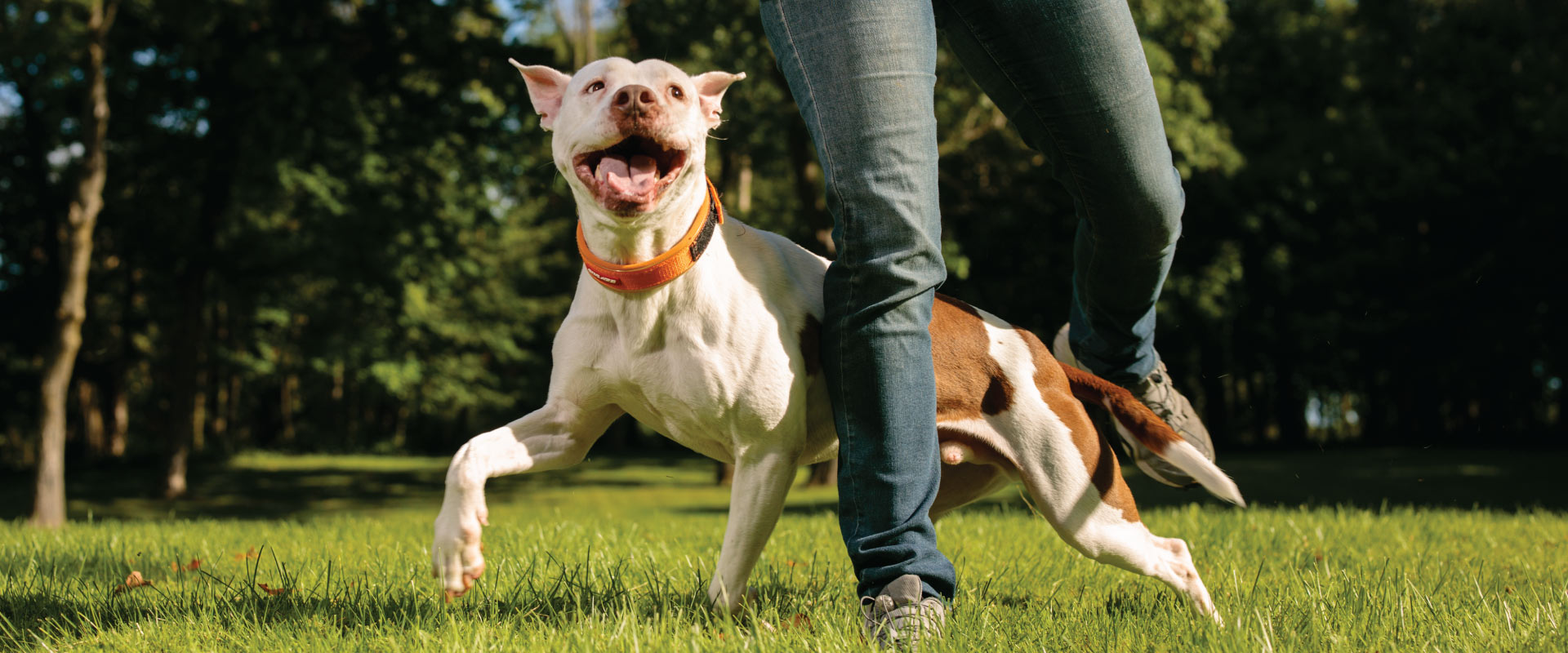A white and brown shorthaired dog playing in the grass with a person wearing jeans