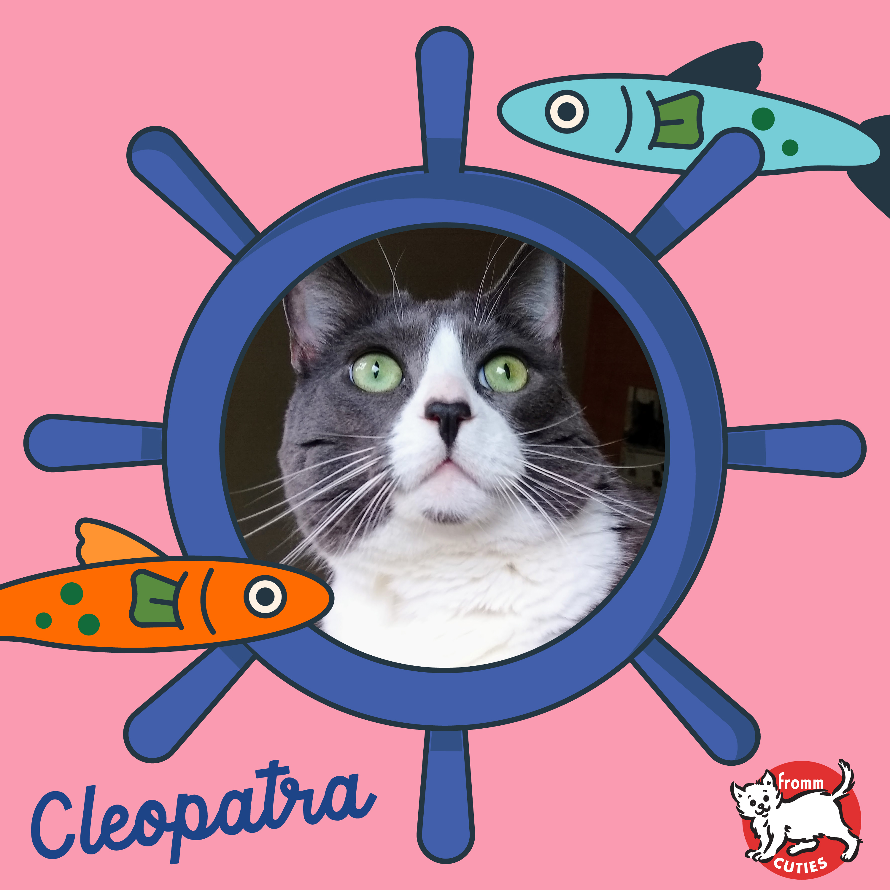 Fromm Cuties. Cleopatra. A white and gray Tuxedo short-haired cat with light green eyes. Cartoon porthole and cute cartoon fish on pink background.
