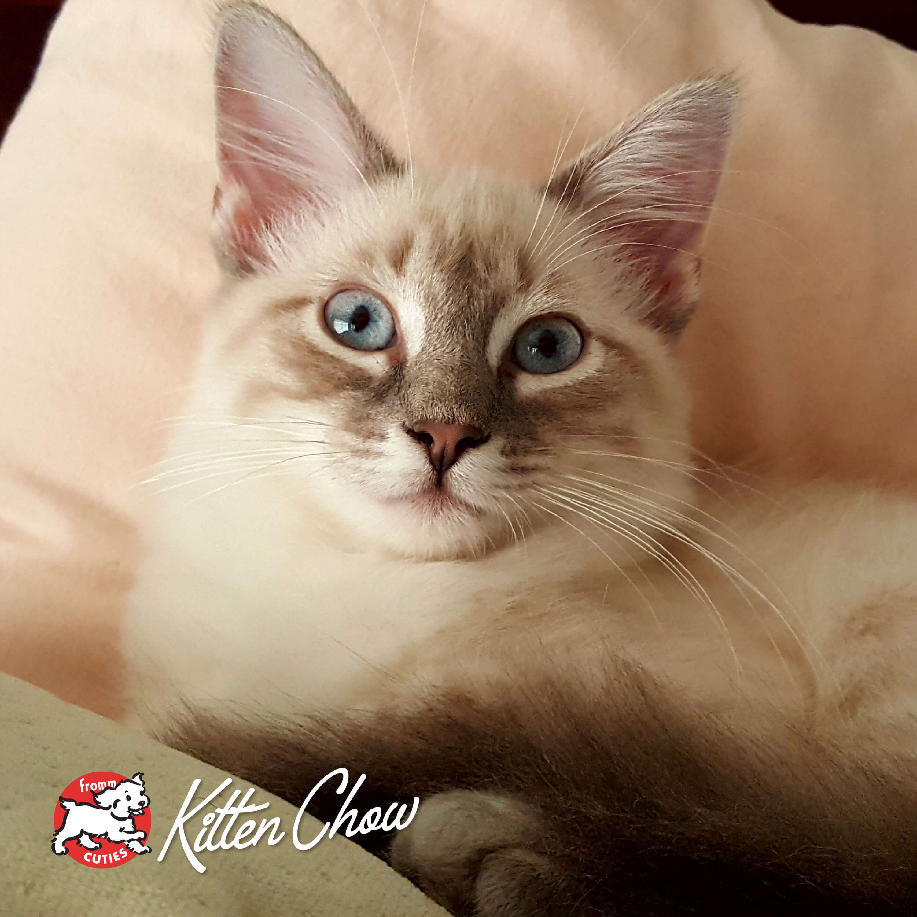 Turkey & Pumpkin Pâté Cat Food - Fromm Family Foods | GoFromm.com
