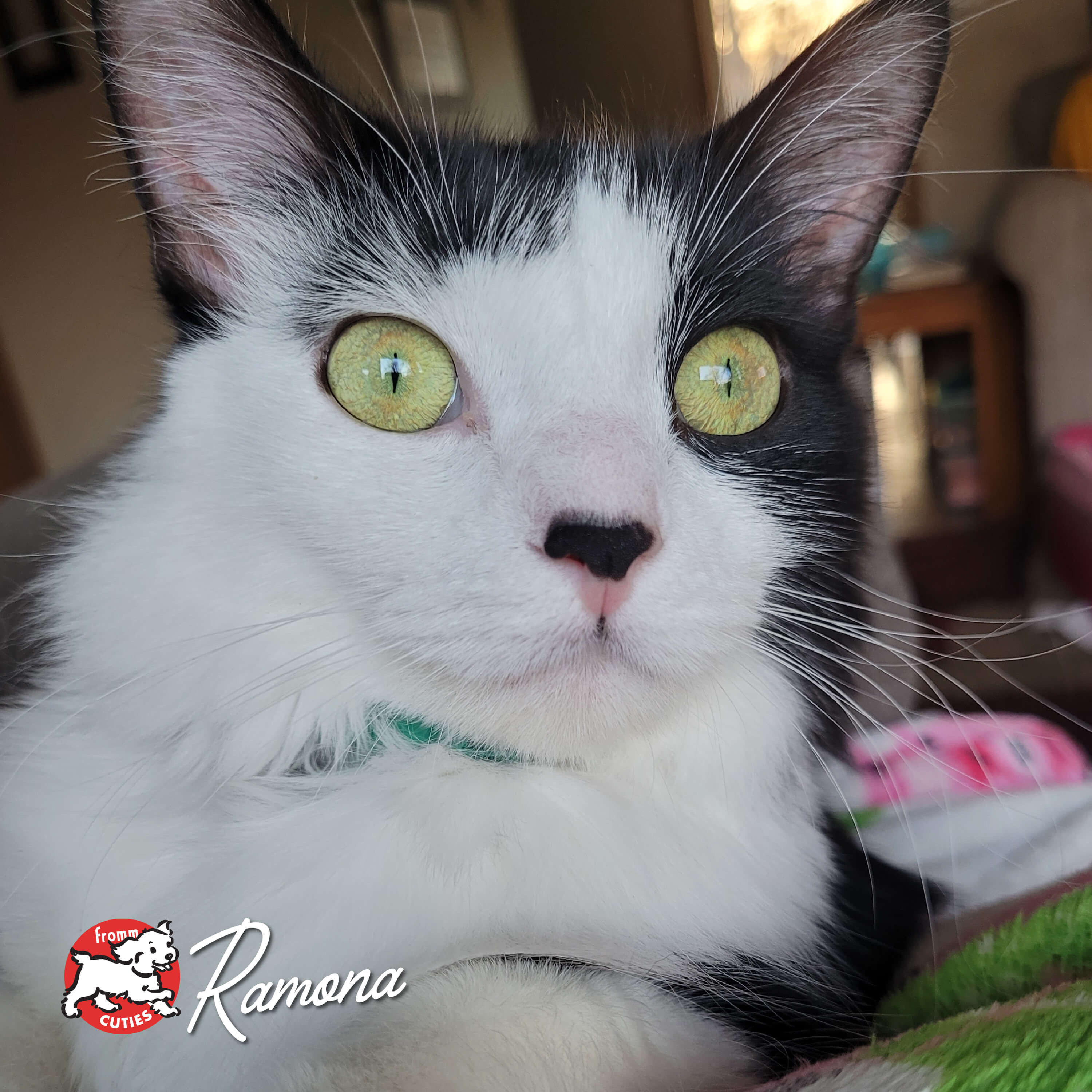 FourStarCatCan-pate-cuties-Ramona