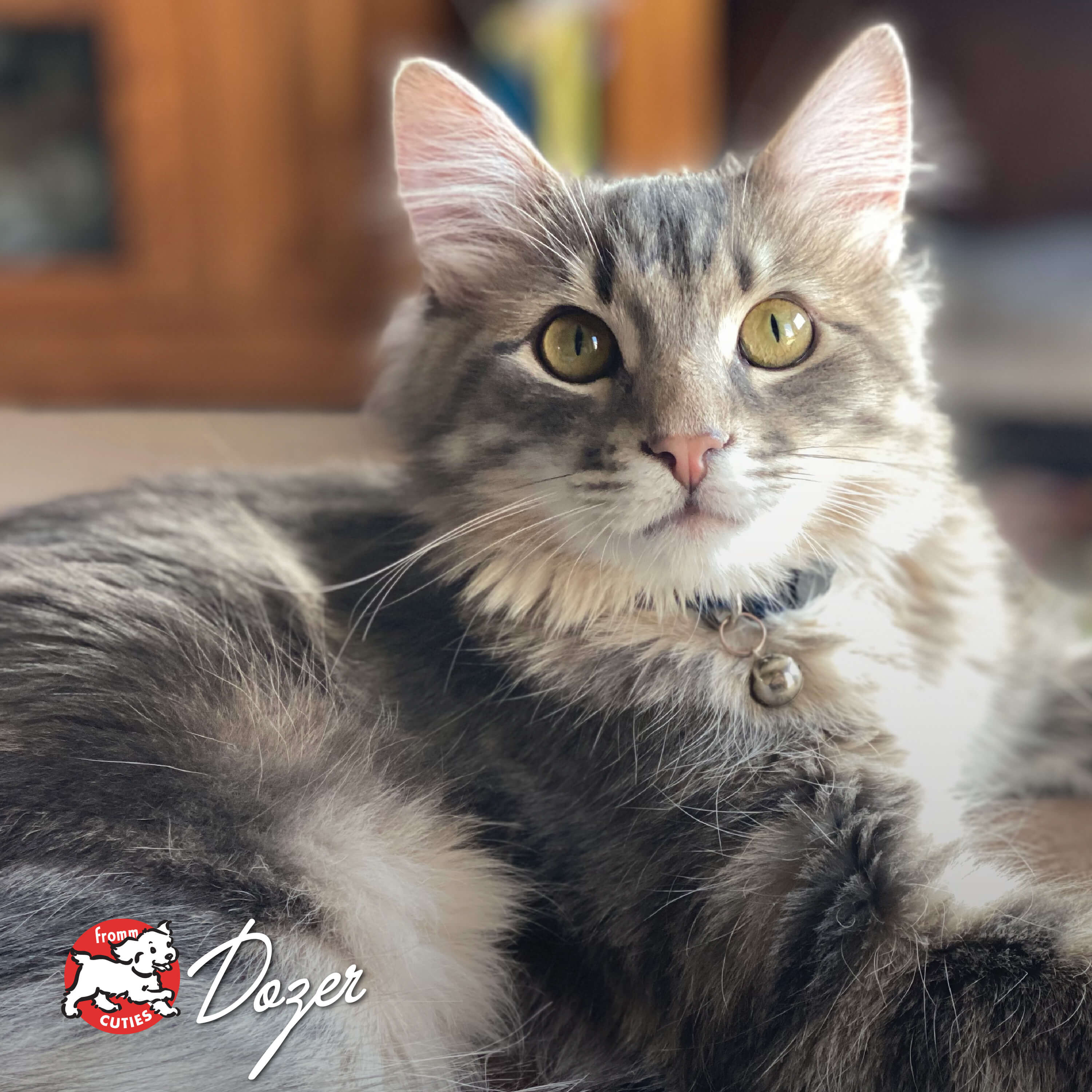 FourStarCatCan-pate-cuties-dozer